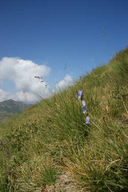Campanula